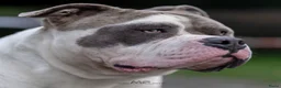 Amerikaanse Bully honden ter dekking: American Bully XL dekreu  - Advertentie 10