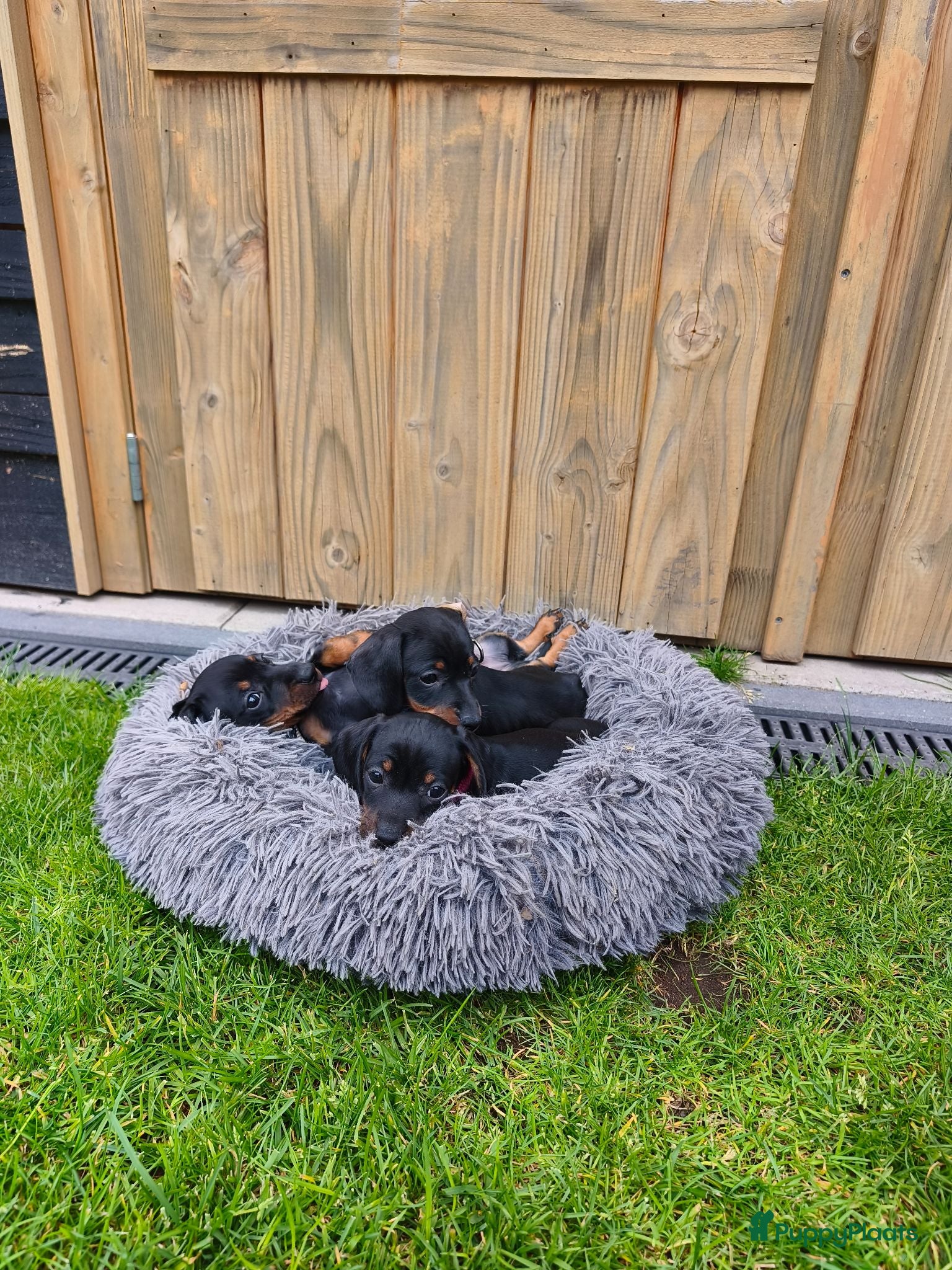 Teckel (korthaar)  honden Ras zuivere dwerg teckel pups  - Advertentie 3