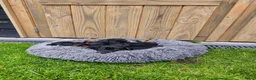 Teckel (korthaar)  honden te koop: Ras zuivere dwerg teckel pups  - Advertentie 1
