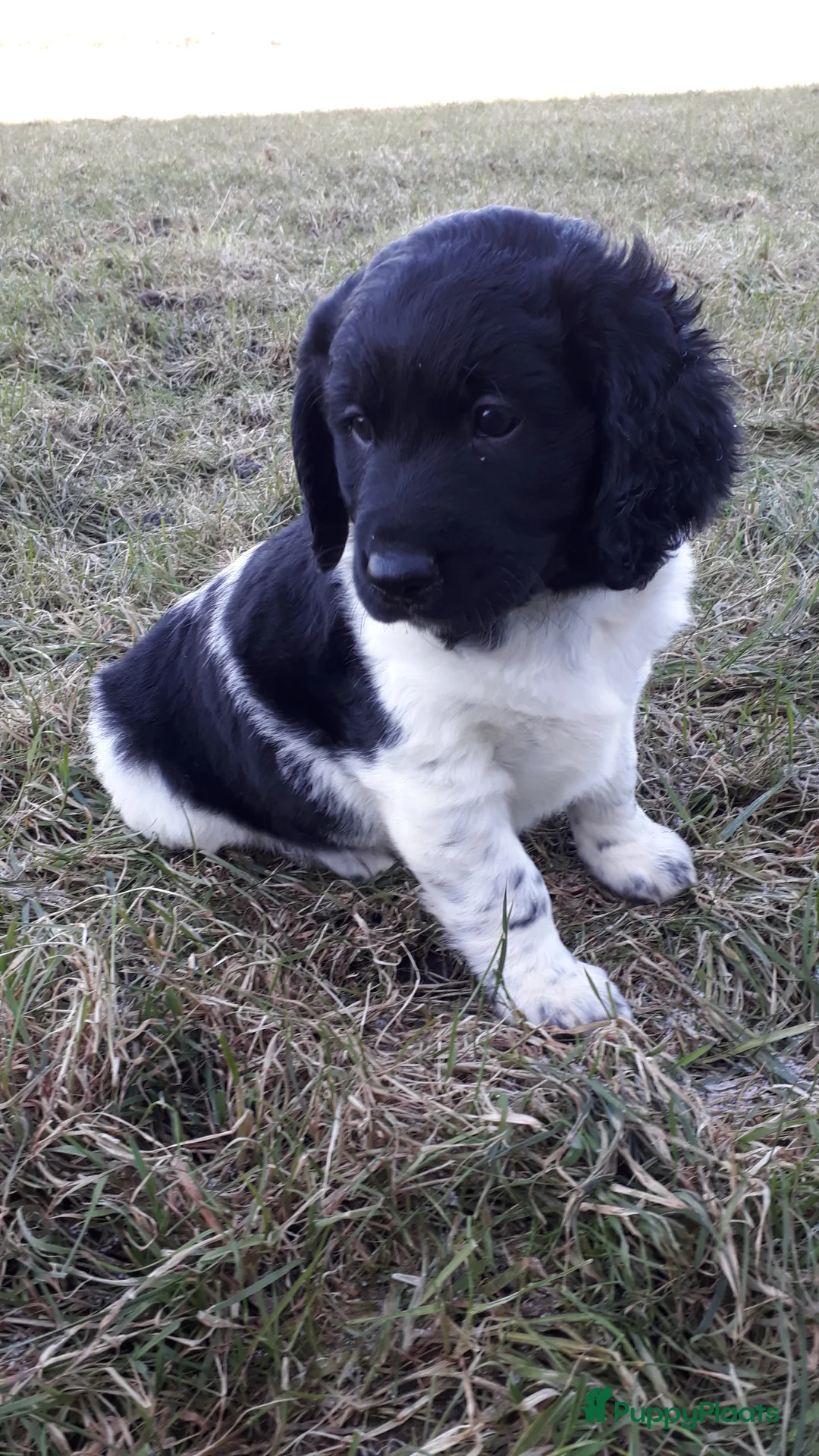 Kruising honden te koop: Enthousiaste Labrador X Friese Stabij pups - Advertentie 21