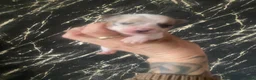Chihuahua honden te koop: Mooie chihuahua pups te koop - Advertentie 10