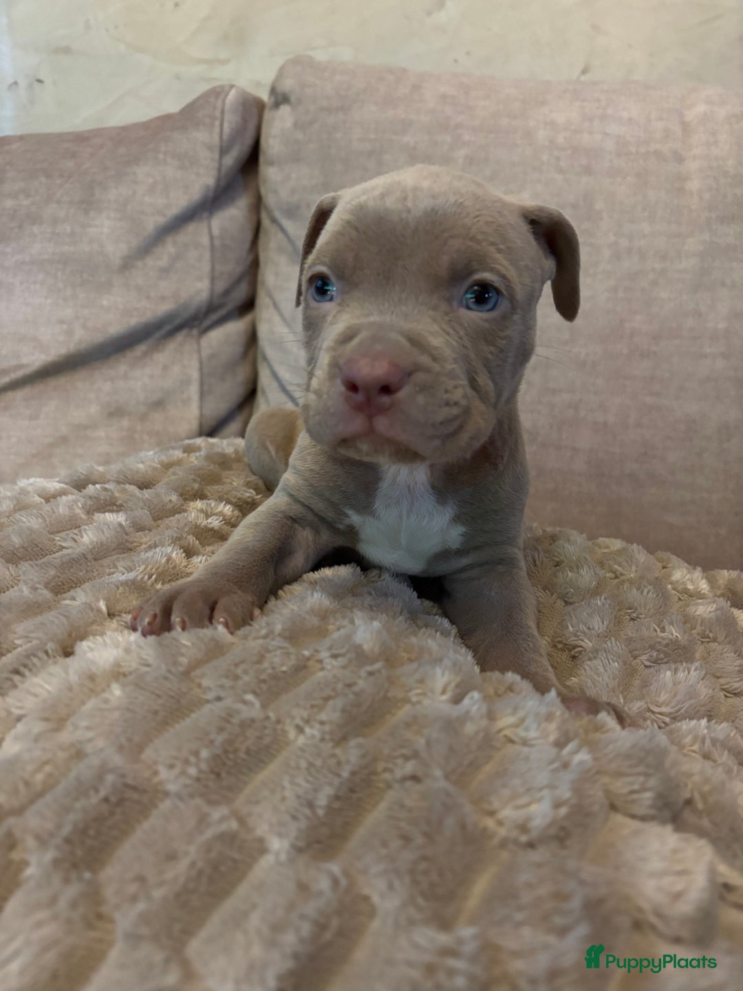 Amerikaanse Bully honden te koop: Amerikaanse bully xl - Advertentie 11