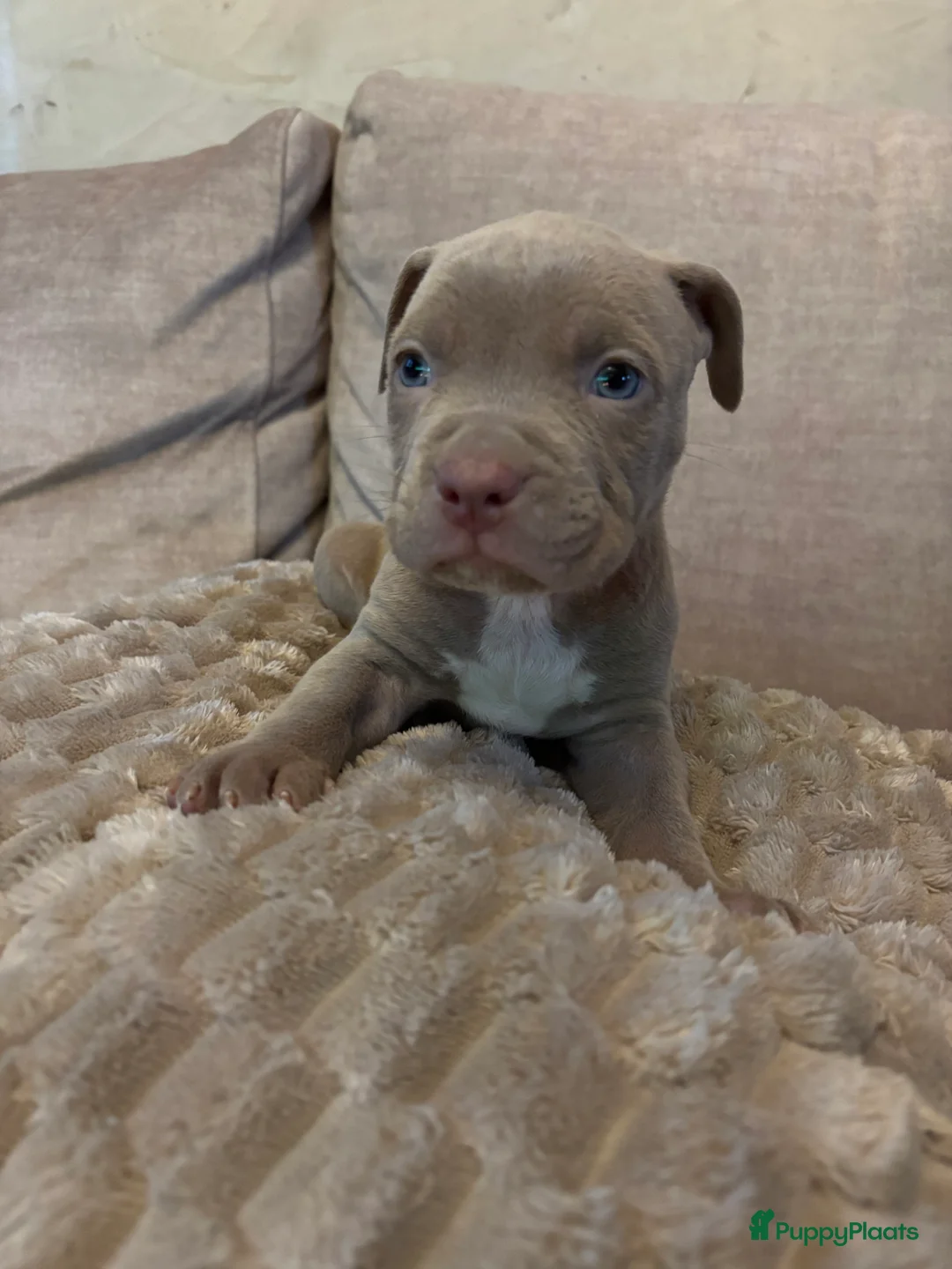 Amerikaanse Bully honden te koop: Amerikaanse bully xl - Advertentie 11