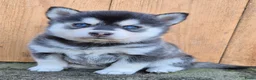 Kruising honden te koop: Pomsky (3/4) x Shiba inu (1/4) pups - Advertentie 5