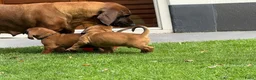 Beierse Bergzweethond honden te koop: Hanoveraaanse zweethond pups - Advertentie 3