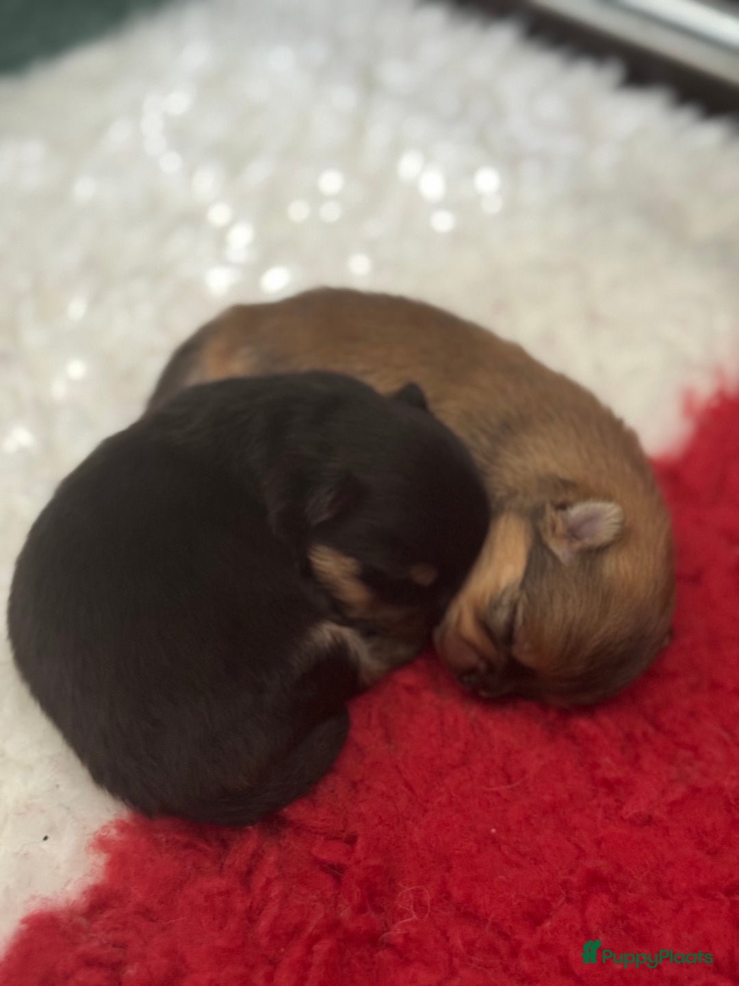 Pomeriaan honden te koop: Verwacht augustus ! - Afbeelding 5