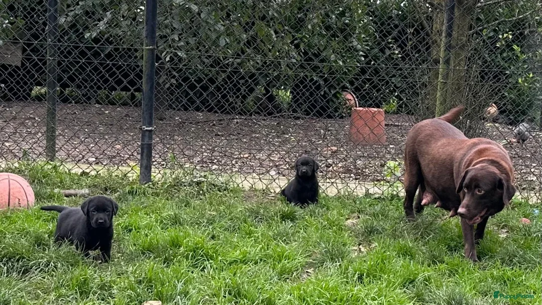 Labrador Retriever honden te koop: prachtige zwarte labrador pups - Advertentie 3