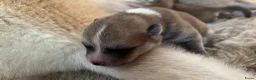 Akita honden te koop: Japanse Akita - Advertentie 11