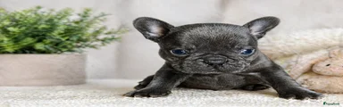 Franse Bulldog Puppy 1