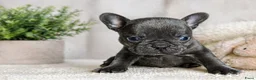 Franse Bulldog honden te koop: Prachtige Franse bulldogPups - Advertentie 2