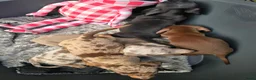 Dwergteckel honden te koop: Knapste teckel pups - Advertentie 7