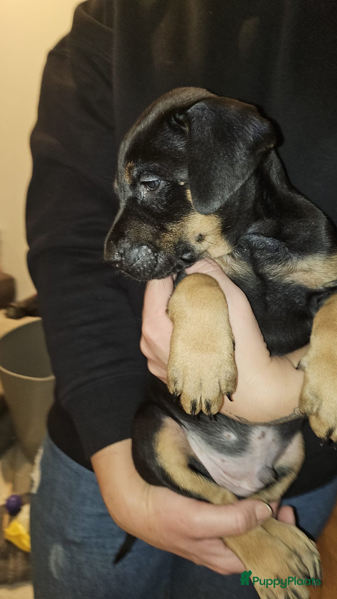 Kruising honden te koop: Prachtige pups te koop – Dobermann x Bully XL 🐾 - Advertentie 3