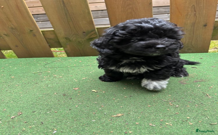 Maltipoo honden - Advertentie 1