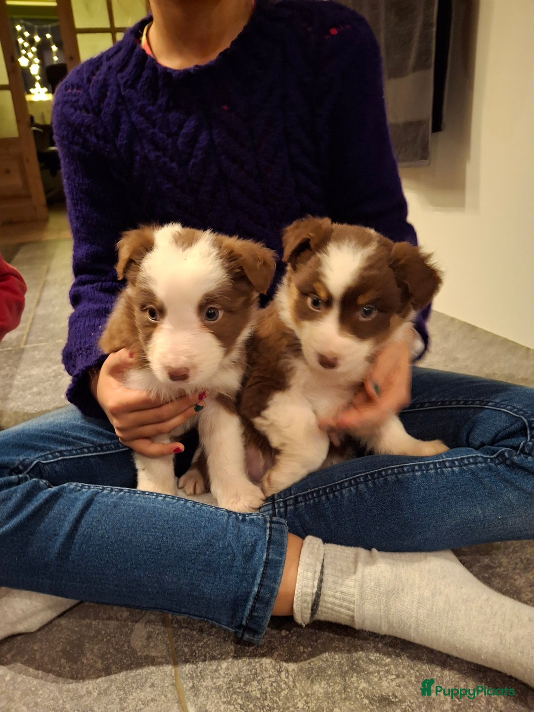 Australian Shepherd honden te koop: Raszuiver Australian Shepherd pups op de boerderij - Advertentie 11