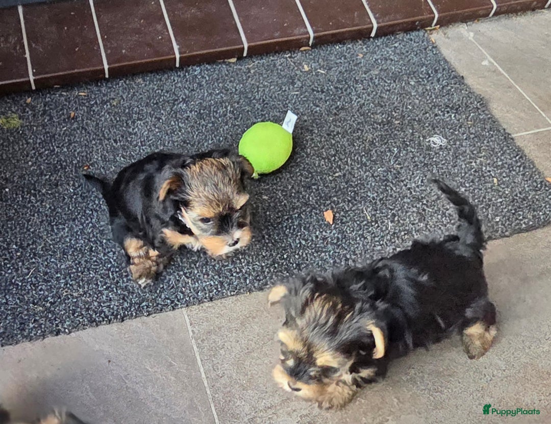 Yorkshire Terriër honden te koop: Yorkshire Terrier reu Danny - Advertentie 3