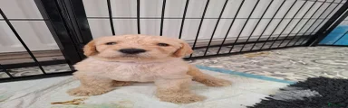 Labradoodle 2