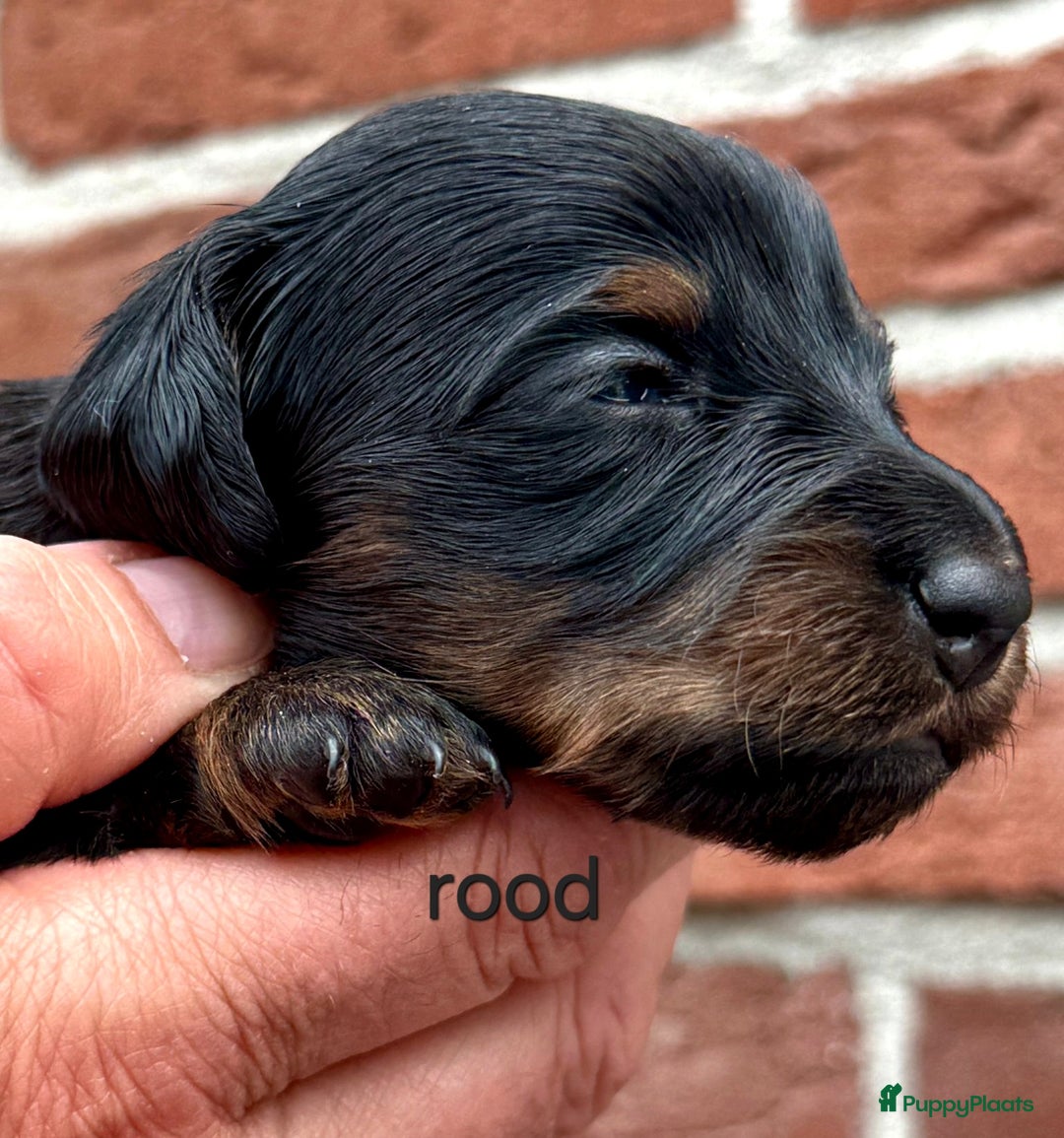 Teckel (langhaar) honden te koop: St. Langharige Black & Tan puppy's te koop - Afbeelding 5