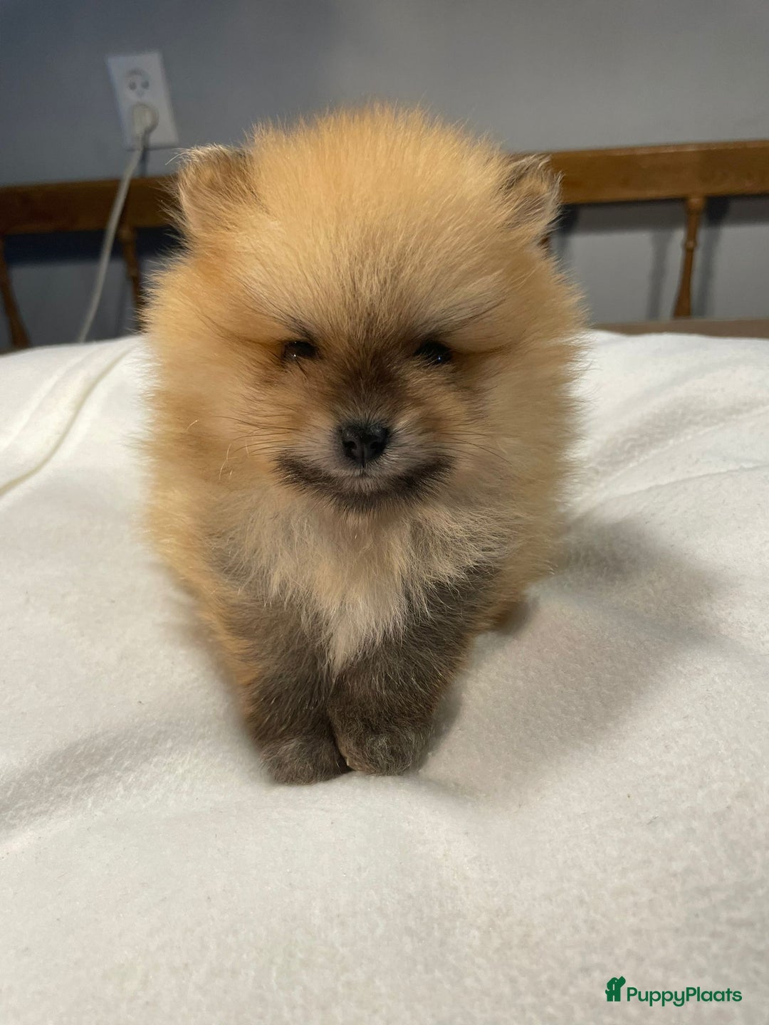 Pomeriaan honden te koop: 3 schattige Pomeriaan pups orange sable 5 wk - Advertentie 21