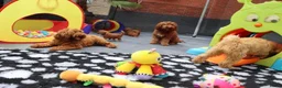 Australian Labradoodle honden te koop: 1 teefje en 3 reutjes Australian labradoodle pups - Advertentie 21