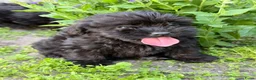Kruising honden te koop: Leuke boomer pups  - Advertentie 2