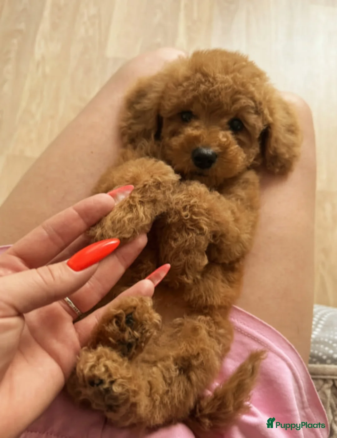 Poedel Toy honden te koop: Toy poedel pups - Advertentie 8