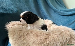 Cavalier King Charles Spaniel honden te koop: Cavalier King Charles Spaniel in Makkinga - Afbeelding 14