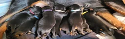 Rottweiler honden te koop: Rottweiler pups met stamboom  in Odijk - Advertentie 10