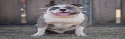 Amerikaanse Bully honden ter dekking: American Bully XL dekreu  - Advertentie 5
