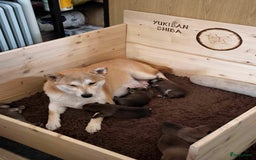 Shiba honden te koop: Shiba teefje met stamboom - Afbeelding 15