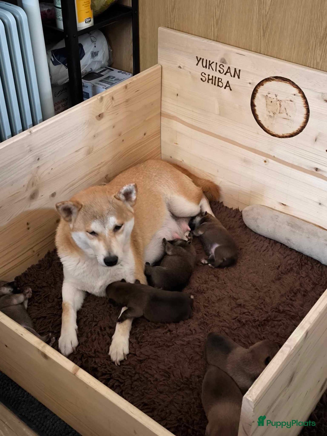 Shiba honden te koop: Shiba teefje met stamboom - Afbeelding 15