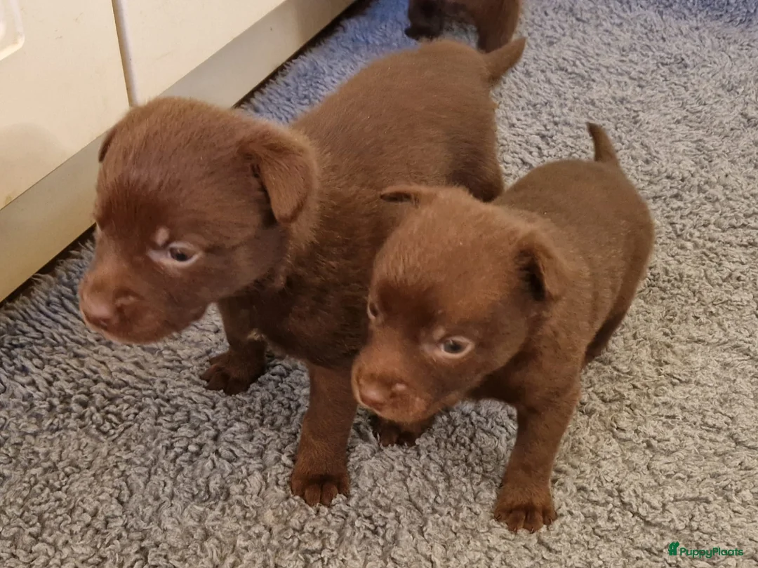 Australian Kelpie honden te koop: Mooie Australian Kelpie pups - Advertentie 4
