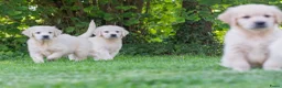 Golden Retriever honden te koop: prachtige golden retriever pups - Advertentie 9