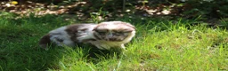 Australian Shepherd honden te koop: Raszuivere Australian Shepherd pups - Advertentie 8