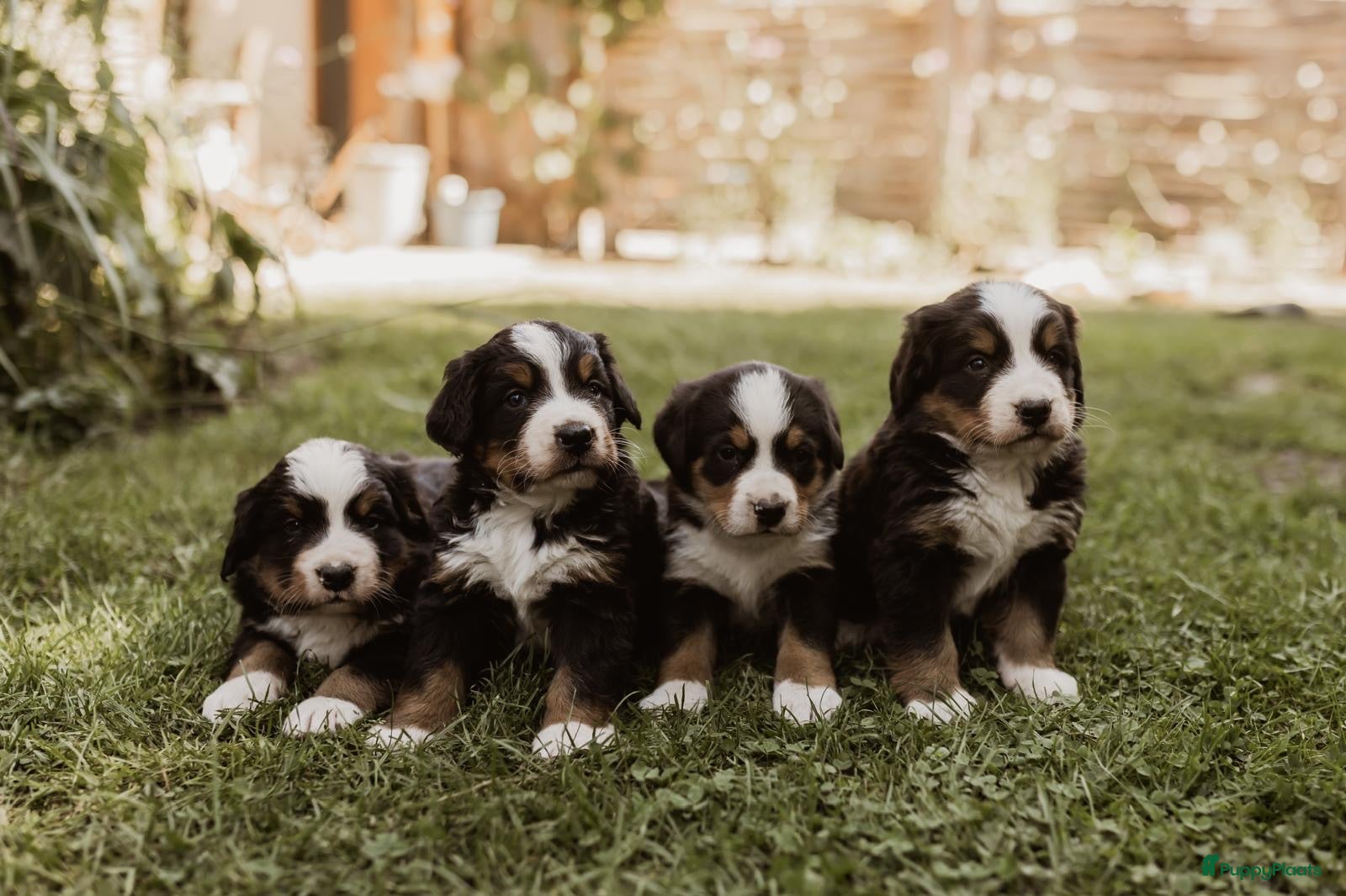 Berner Sennenhond honden Berner Sennen Pups - Advertentie 1