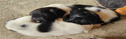 Friese Stabij honden te koop: Prachtige Friese Stabij pups (teefjes) in Readtsjerk - Advertentie 7