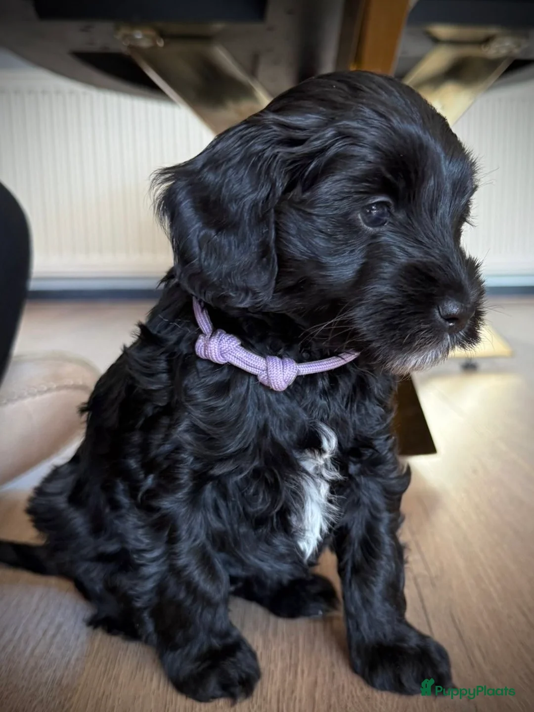 Australian Labradoodle honden te koop: Australian labradoodle pups - Advertentie 6