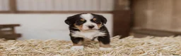 Berner Sennenhond honden te koop: Berner Sennen Pups in Overberg - Advertentie 6