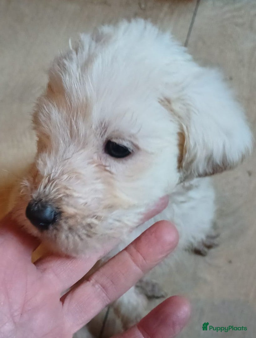 Kruising honden Ze zijn voor jou onze vier liefste laatste puppy's - Advertentie 2