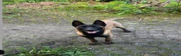 Mechelse Herder honden te koop: Mechelse herder  in Rotterdam - Advertentie 3