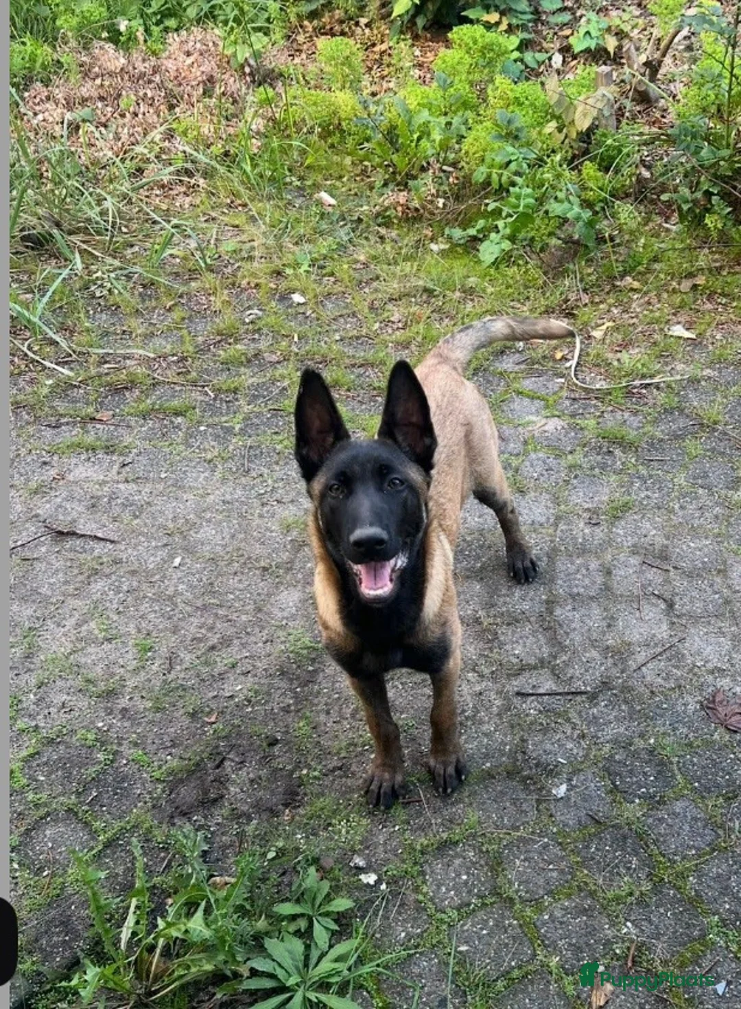 Mechelse Herder honden te koop: Mechelse herder  in Rotterdam - Advertentie 3