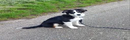 Kruising honden te koop: Bordecolie australian shepherd  - Advertentie 2