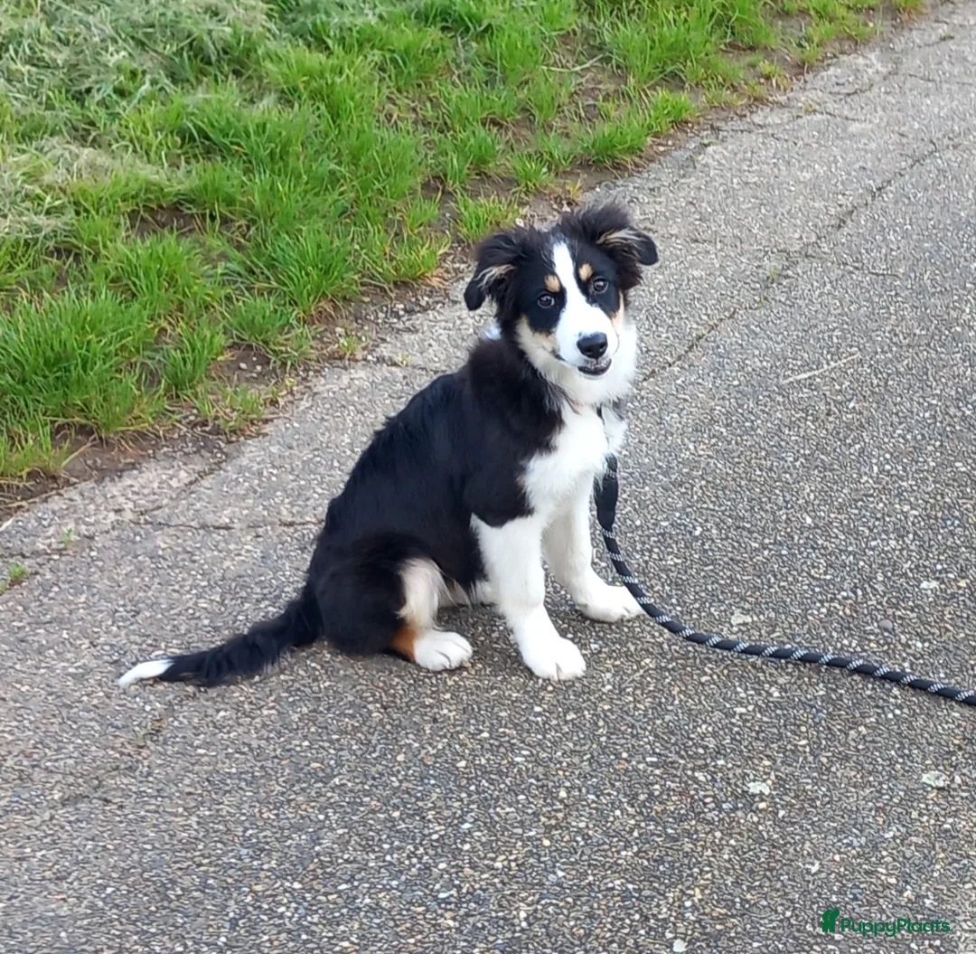Kruising honden te koop: Bordecolie australian shepherd  - Advertentie 2