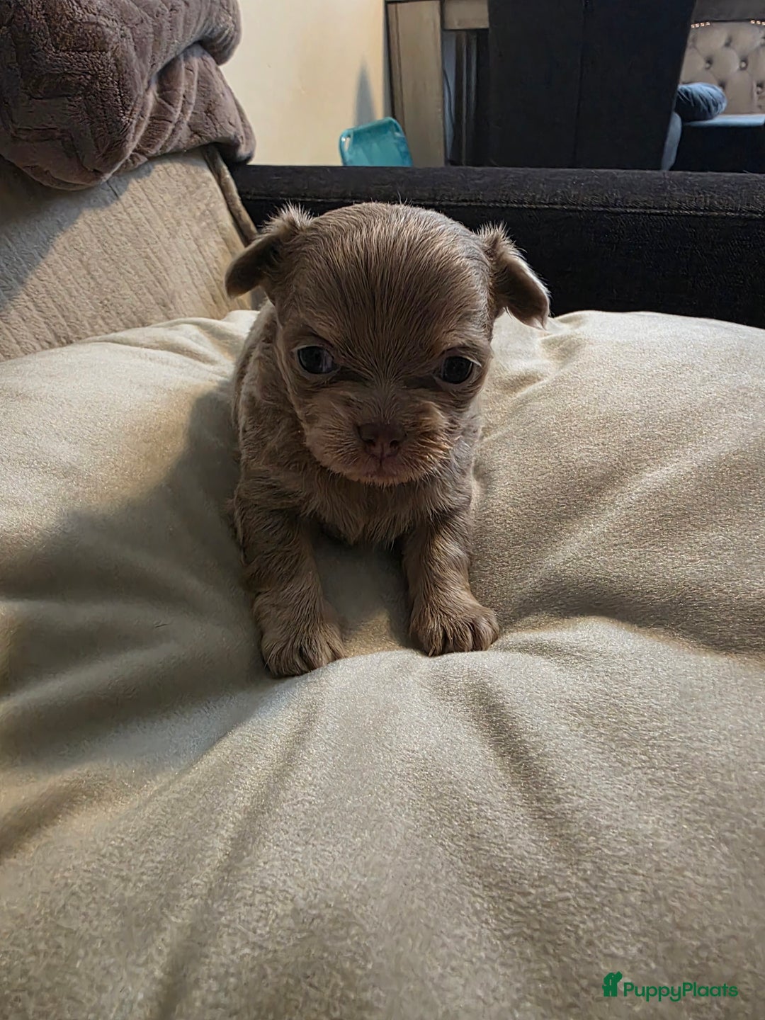 Chihuahua honden te koop: 2 mooie chihuahua pups geboren  - Advertentie 2