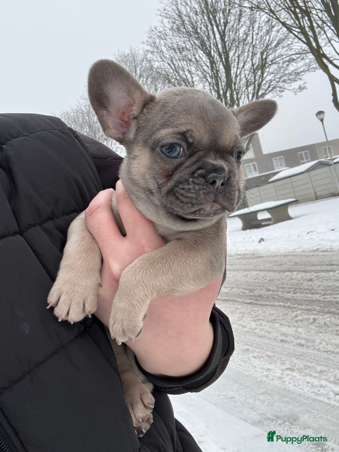 Franse Bulldog honden te koop: Franse Bulldog pups - Advertentie 5