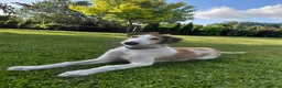 Barsoi honden te koop: Borzoi-teef uit FCI-kennel zoekt lief thuis  - Advertentie 26