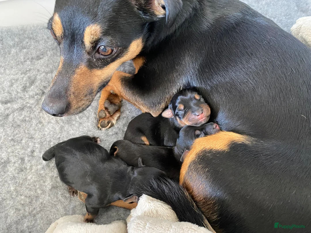 Jack Russel Terriër honden te koop: Gereserveerd Jack Russell pups - Advertentie 2