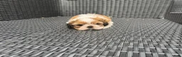 Shih Tzu honden te koop: drie raszuivere reutjes 7 weken oud 🐶 - Advertentie 6