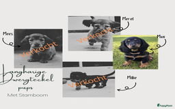 Teckel (langhaar) honden te koop: Mini - langharige dwergteckel pup met stamboom in Lienden - Afbeelding 11