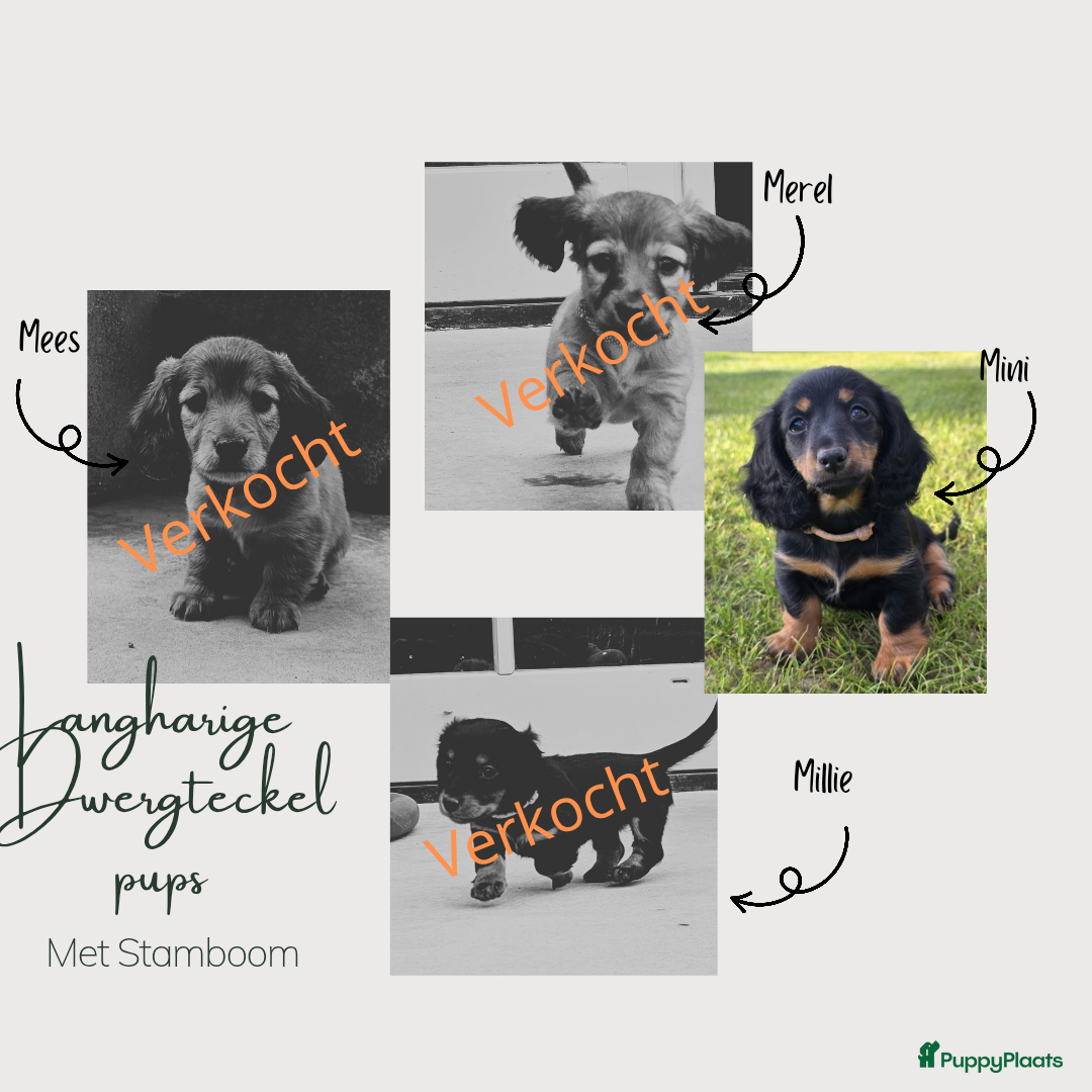 Teckel (langhaar) honden te koop: Mini - langharige dwergteckel pup met stamboom in Lienden - Afbeelding 11