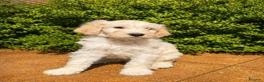 Kruising Puppy 9